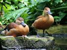 Lesser Whistling Duck (WWT Slimbridge June 2015) - pic by Nigel Key